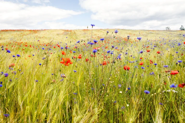 Champ de blé fleuri de coquelicots et de bleuets, plantes messicoles emblématiques