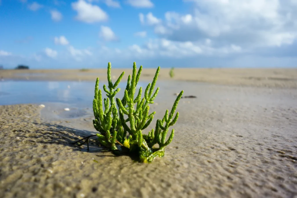 Salicorne (Salicornia europaea) poussant dans un marais salé du littoral à marée basse.