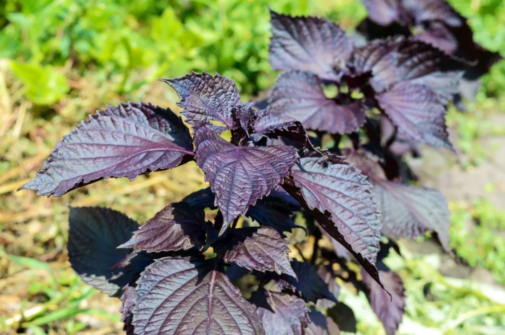 lant de shiso pourpre (Perilla frutescens) cultivé dans un potager japonais