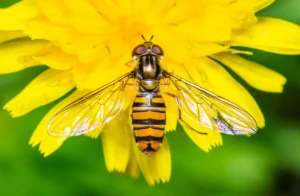 Syrphe adulte butinant une fleur jaune, un insecte pollinisateur souvent confondu avec une guêpe.