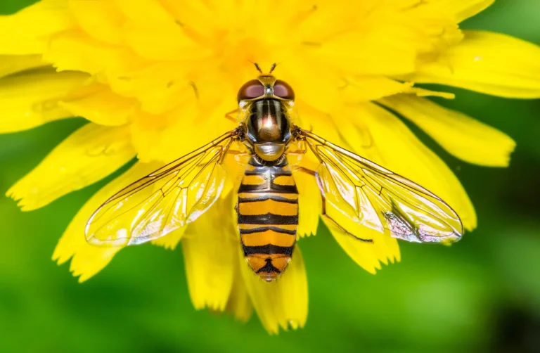 Syrphe adulte butinant une fleur jaune, un insecte pollinisateur souvent confondu avec une guêpe.