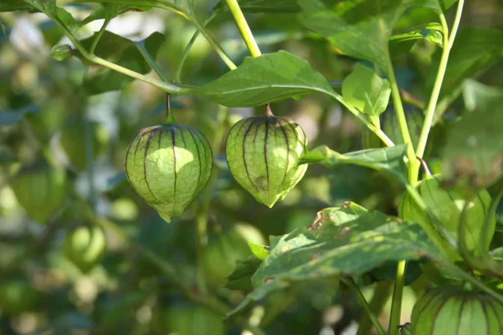 Tomatillos (Physalis ixocarpa) encore enveloppés dans leur calice, sur leur plante dans un potager mexicain.