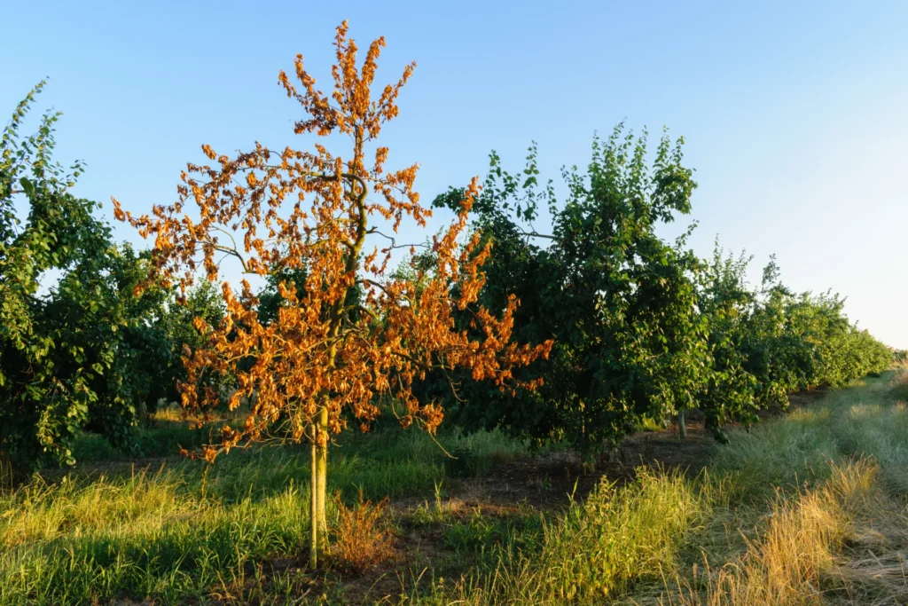 Arbre au feuillage brun après un épisode de chaleur et de sécheresse