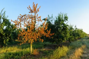Arbre au feuillage brun après un épisode de chaleur et de sécheresse