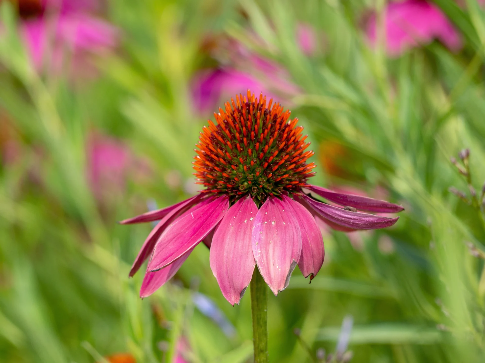 Fleur d’échinacée pourpre (Echinacea purpurea) en pleine floraison.