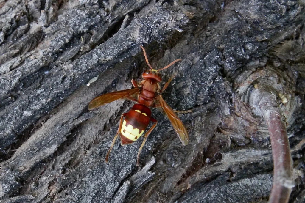 Frelon oriental (Vespa orientalis) posé sur une écorce