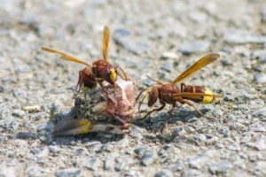Deux frelons orientaux (Vespa orientalis) se nourrissant sur une carcasse d’oiseau