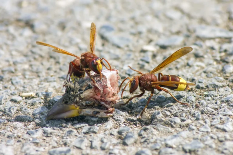 Deux frelons orientaux (Vespa orientalis) se nourrissant sur une carcasse d’oiseau