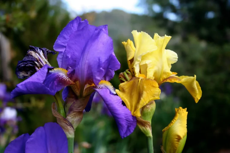 Iris barbus violet et jaune en fleurs