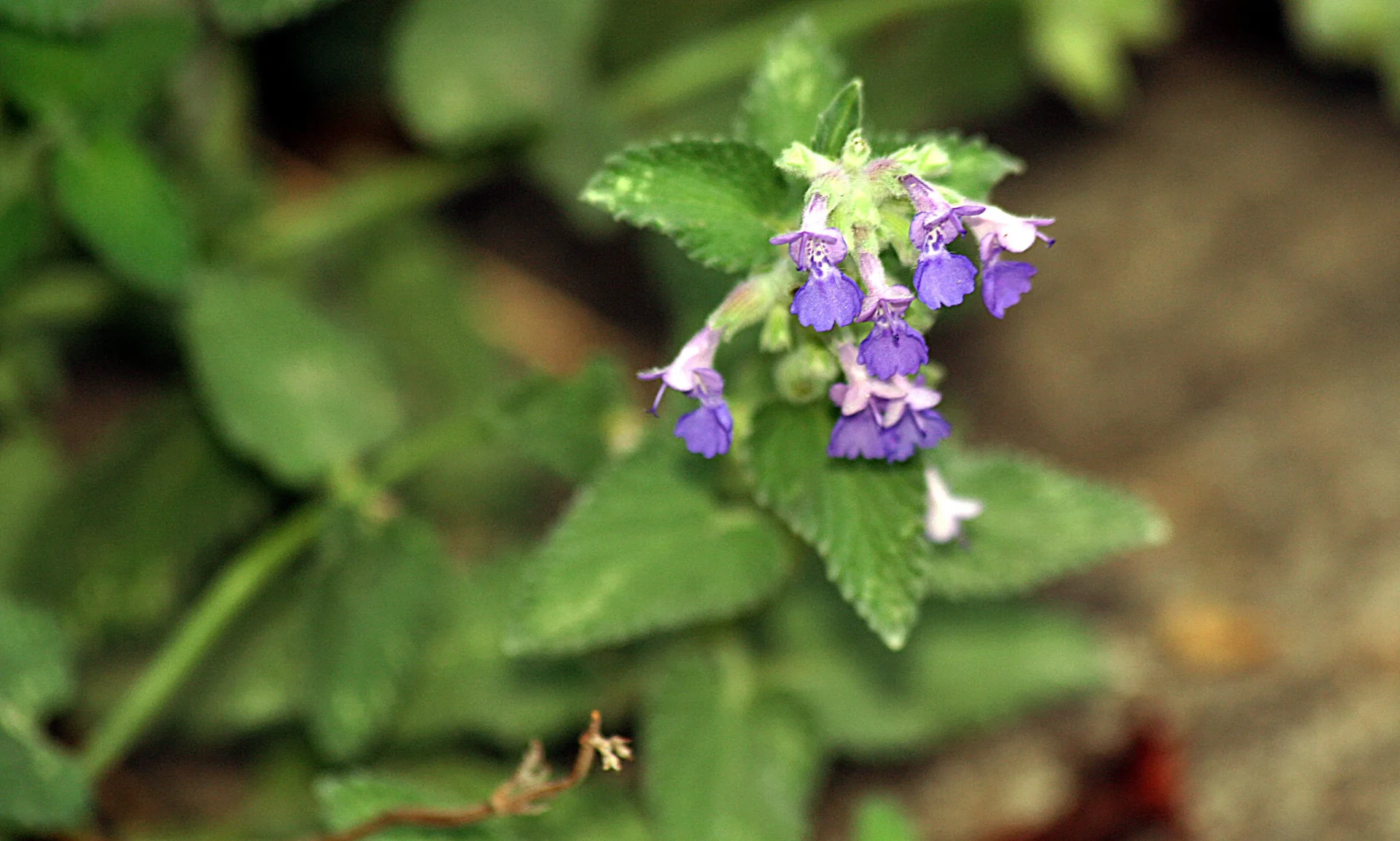 Fleurs bleu-violet de népéta