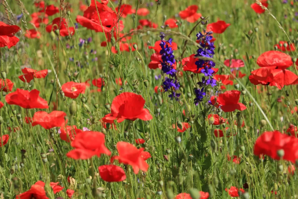 Prairie de coquelicots dans le jardin de George Sand à Nohant.