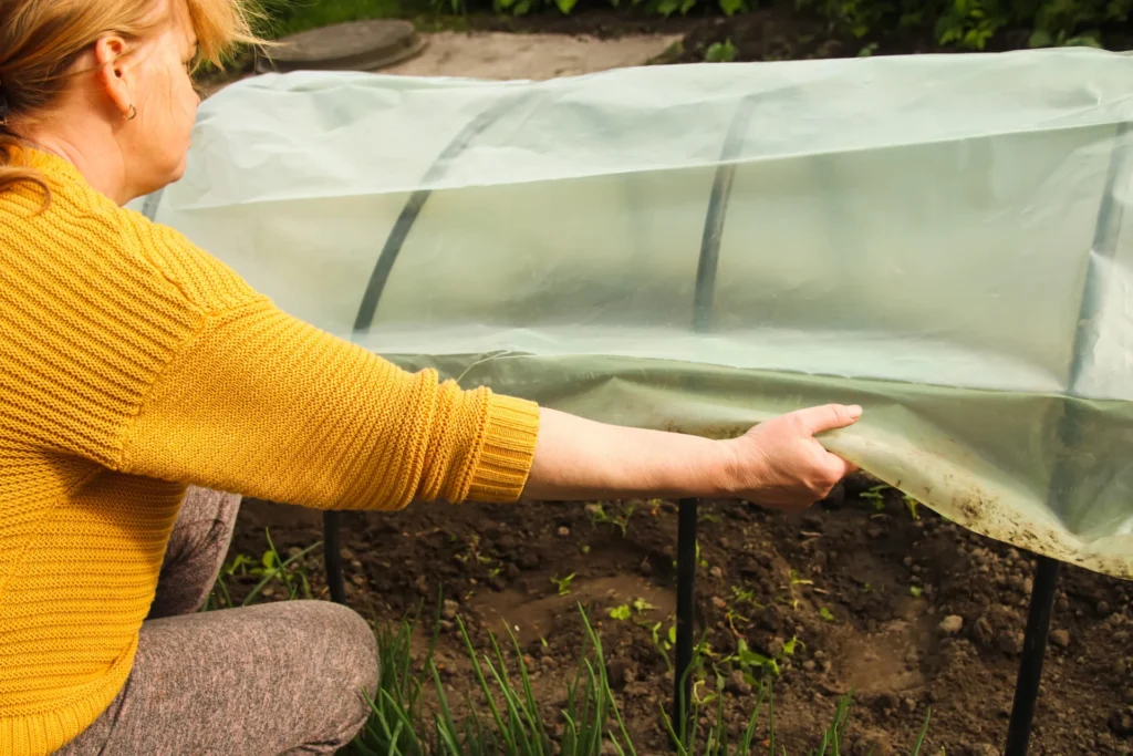 Jardinière soulevant un voile de protection sur des semis au potager en automne