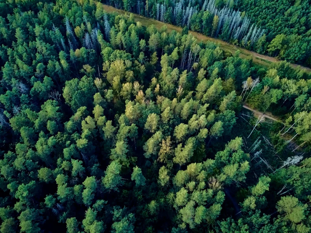 Vue aérienne de la forêt de Białowieża, l’une des dernières forêts primaires d’Europe.