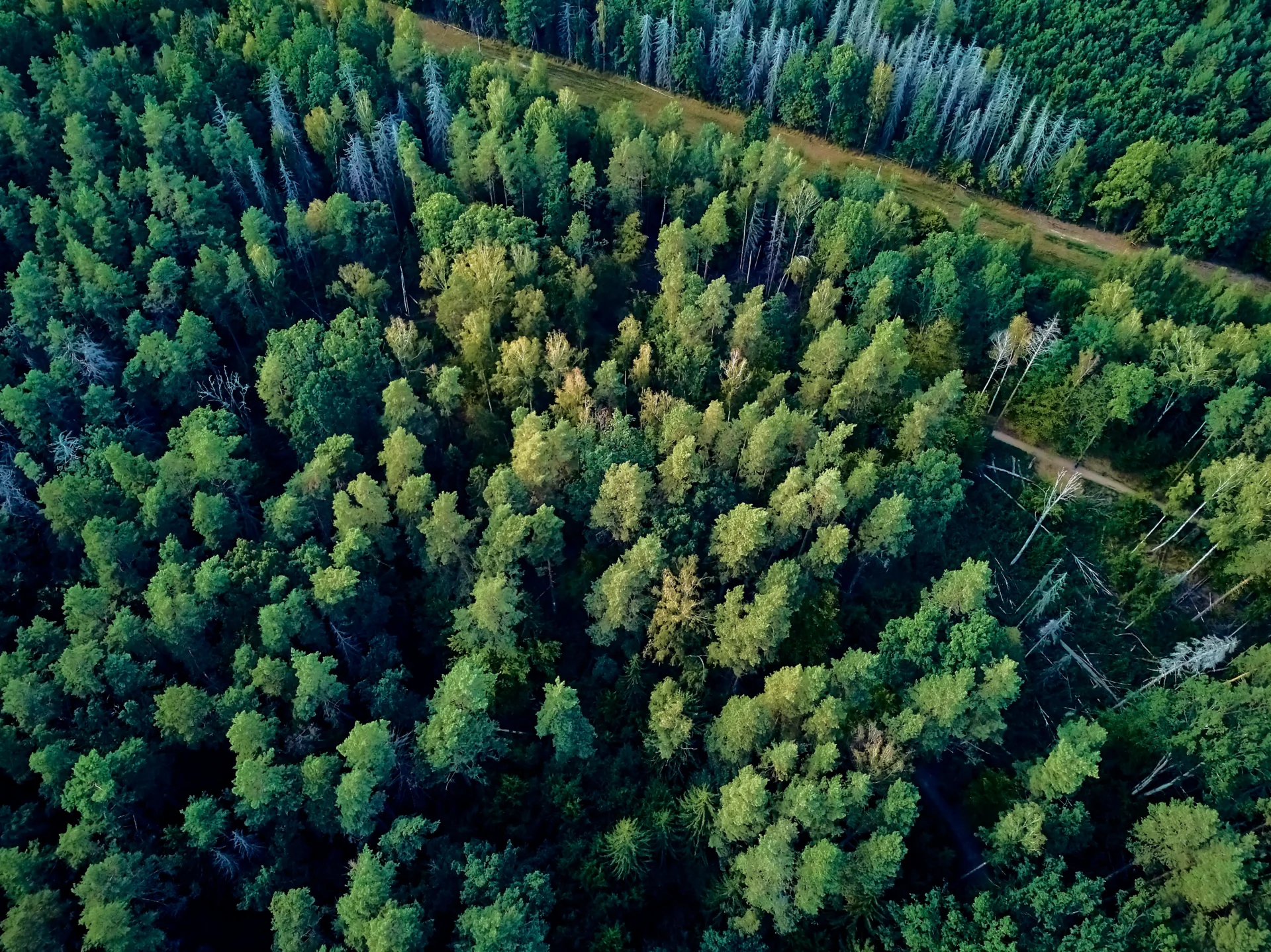 Vue aérienne de la forêt de Białowieża, l’une des dernières forêts primaires d’Europe.