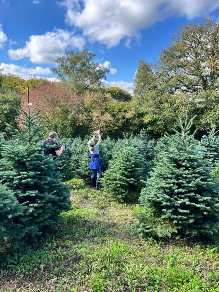 Culture de sapins de Noël dans le Morvan