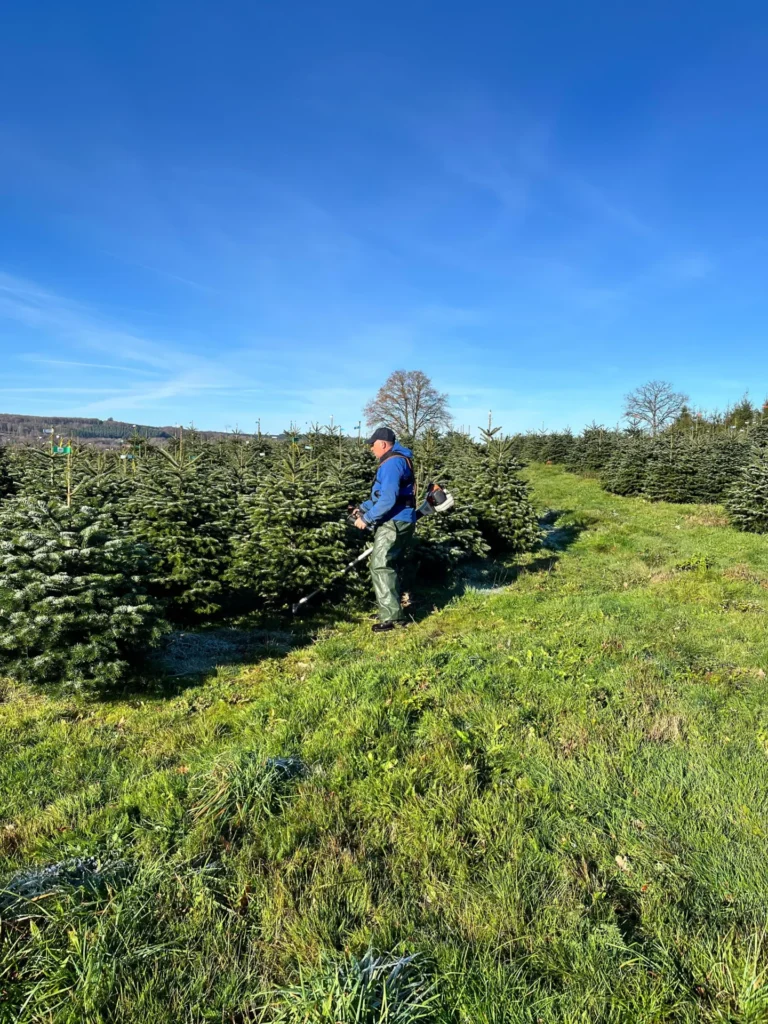 Travail dans une parcelle de sapins de Noël du Morvan
