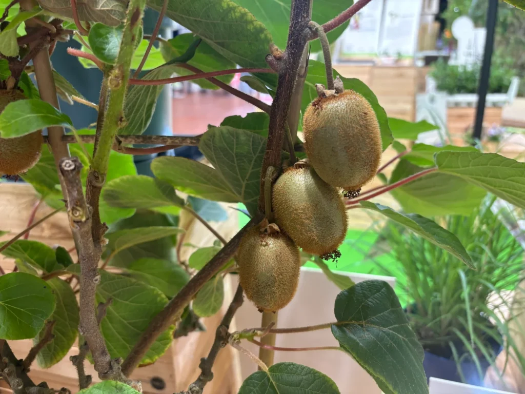 rois kiwis à la peau brune et velue poussant sur un Actinidia Aphrodite® présenté au Salon du Végétal d’Angers.