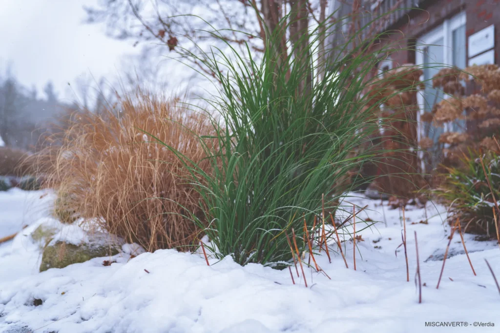 Touffe de miscanthus Miscanvert au feuillage vert dans un jardin enneigé, à côté de graminées au feuillage sec.